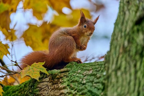 Eurasian squirrel (Sciurus vulgaris), sitting on a tree in an autumnal setting with colourful