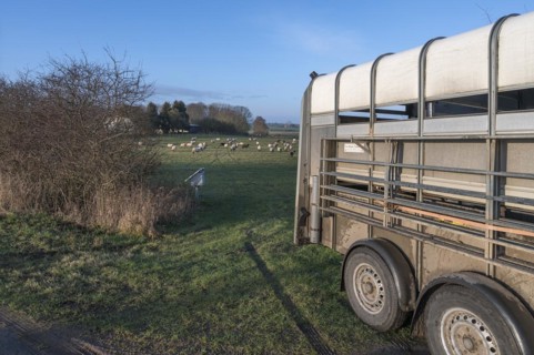 Double-decker transport trailer for sheep, behind the flock of sheep on the pasture,