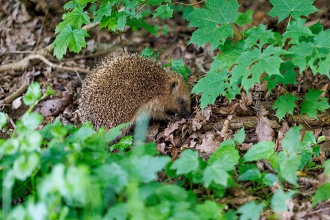 Hedgehog (Erinaceus europaeus), Germany, Europe