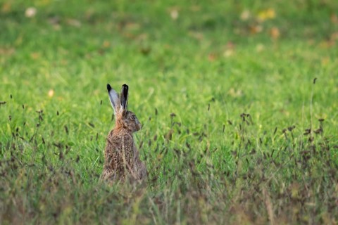 European hare (Lepus europaeus) in tall grass, Rosensteinpark, Stuttgart, Baden-Württemberg,