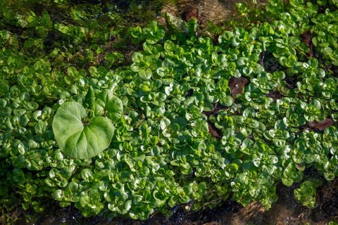 Watercress (Nasturtium officinale) and flowering butterbur (Petasites hybridus) in a stream,