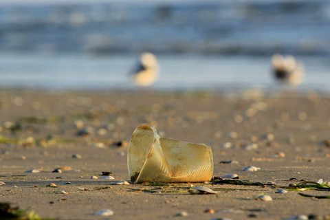 Plastic waste on the beach of the Baltic Sea, September, Germany, Europe