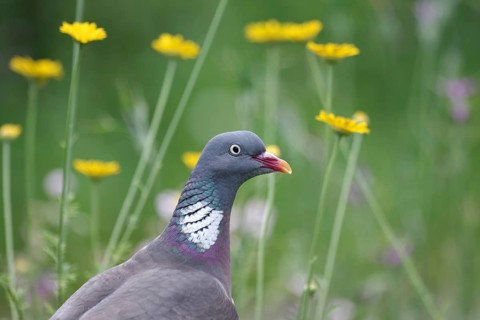 Common wood pigeon (Columba palumbus), portrait, bird, flowers, portrait of a pigeon with yellow