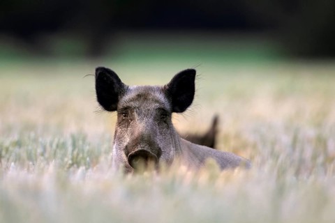 Two wild boars (Sus scrofa) sow, female foraging in wheat field, cornfield in summer
