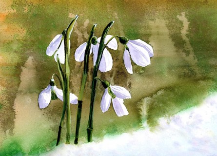 Watercolour painting of snowdrops (Galanthus), background green in various shades, foreground snow