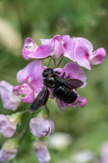 Violet carpenter bee (Xylocopa violacea) on broad-leaved pea (Lathyrus latifolius),