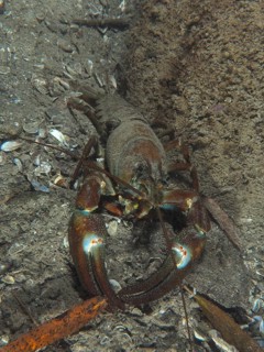 Signal crayfish (Pacifastacus leniusculus), American crayfish, invasive species, Terlinden dive