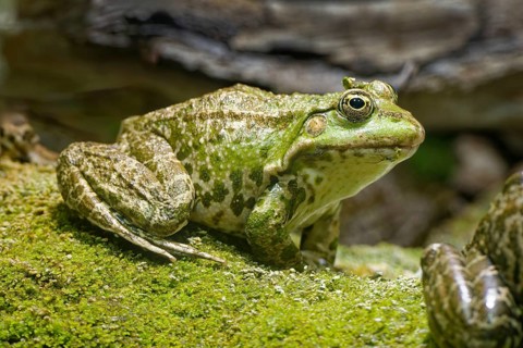 Sea frog (Pelophylax ridibundus), order of frogs in the family of true frogs, captive, occurring in