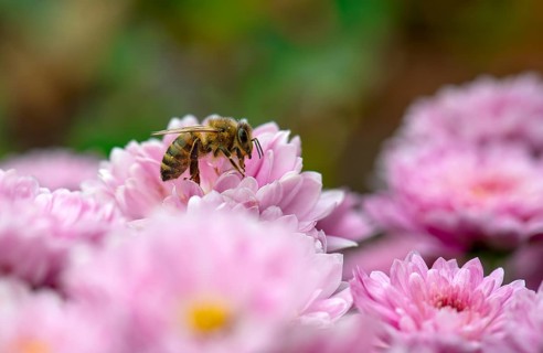 Close-up, Honey bee (Apis) on Chrysanthemum (Crysanthemum) purple, Stuttgart, Baden-Württemberg,