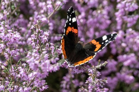 Red admiral (Vanessa atalanta) on common heather (Calluna vulgaris), Emsland, Lower Saxony,