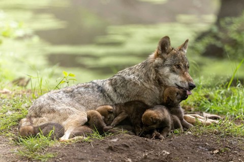 A mother wolf lovingly cares for her pups in the forest as they rest on the ground, European grey