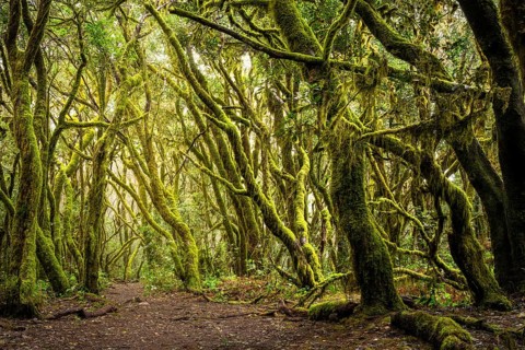 Hiking trail in the laurel forest. Trees with moss and lichen. Garajonay National Park, La Gomera,