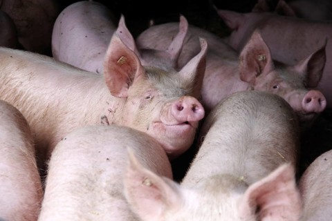 Domestic pig (Sus scrofa domesticus), pigsty, looking, Germany, The pigs can move freely in the
