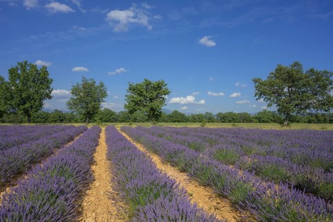 Lavender field with a row of trees against a blue sky, Alpes-de-Haute-Provence, France, Europe