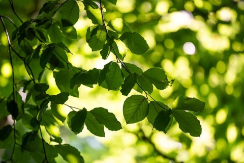 Leaves and branches of a beech tree, sculpture park, Humlebæk, Nivå Bugt, Hovedstaden, Øresund