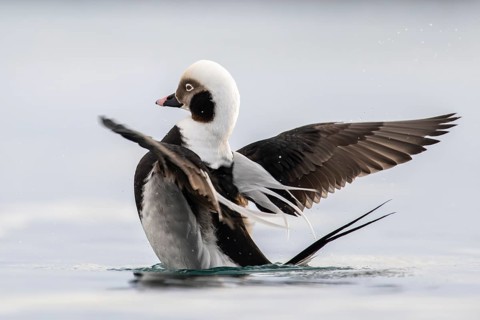 Long-tailed duck (Clangula hyemalis), male in splendid plumage with outstretched wings, Batsfjord,
