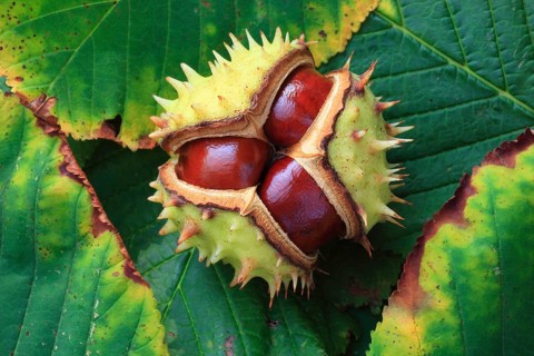 Horse chestnuts, Switzerland ( Aesculus hippocastanum) , Chestnut