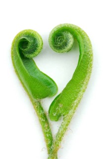 Asplenium scolopendriumunrolling leaves (Phyllitis scolopendrium, Asplenium scolopendrium) () ,