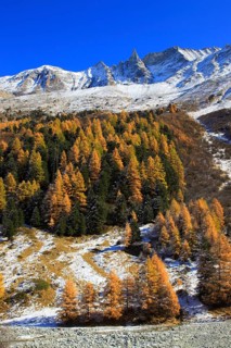 Aiguille de la Tsa, 3668 m, larch forest, Valais, Switzerland, Europe