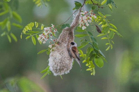 Eurasian Penduline Tit (Remiz pendulinus) builds nest in blooming Black locust (Robinia