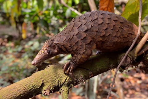 Long-tailed pangolin (Phataginus tetradactyla), Mangamba, Littoral Province, Cameroon, Africa