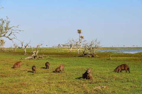 Capybaras (Hydrochoerus hydrochaeris), Estancia El Socorro, near Colonia Carlos Pellegrini, Esteros