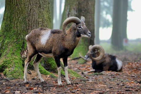European mouflon (Ovis orientalis musimon), captive, Bavaria, Germany, Europe