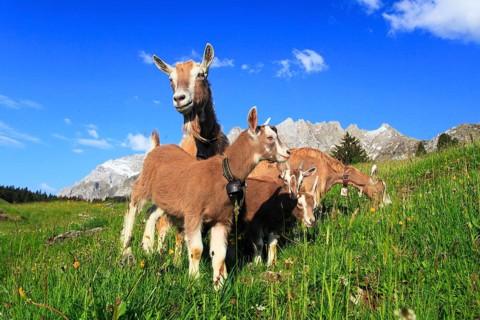 House goats on the alp, goat, goats, females and young animals, Alpstein massif, Appenzell,