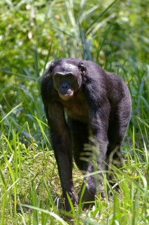 Bonobo (Pan paniscus), Lola ya Bonobo Sanctuary, Kimwenza, Mont Ngafula, Kinshasa, Democratic
