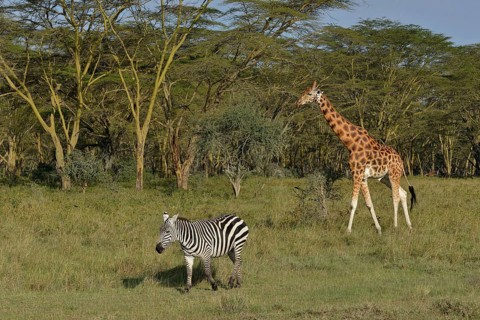 Rothschild Giraffe or Ugandan Giraffe (Giraffa camelopardalis rothschildi) and Grant's Zebra (Equus