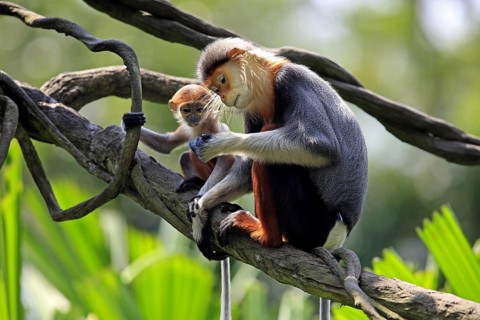 Red-shanked Douc (Pygathrix nemaeus) Langurs, female with young
