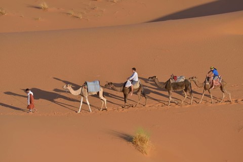 Tourists riding camels in the dunes, Sahara, Meknès-Tafilalet region, Morocco, Africa