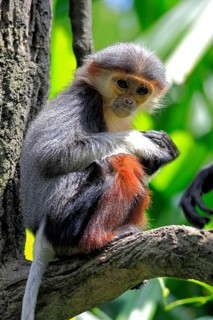 Red-shanked Douc (Pygathrix nemaeus) Langur, young