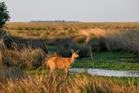 Pampas deer (Ozotoceros bezoarticus), female animal, Cambyretá, Esteros del Iberá, Province of
