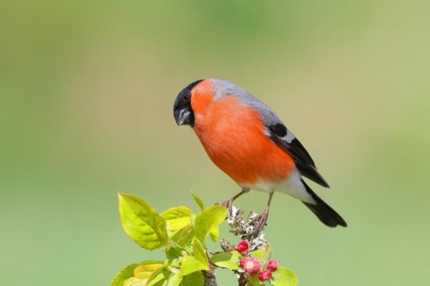 Eurasian bullfinch (Pyrrhula pyrrhula) male sitting on a branch with apple blossoms, bullfinch,