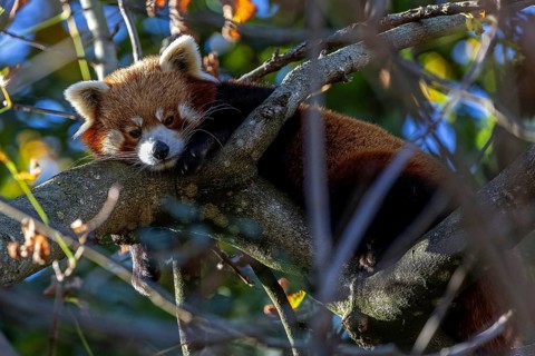 Red panda (Ailurus), lying on a branch, captive, Baden-Württemberg, Germany, Europe
