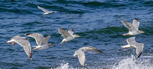 European herring gulls (Larus argentatus) flock of adults in winter plumage flying along the North