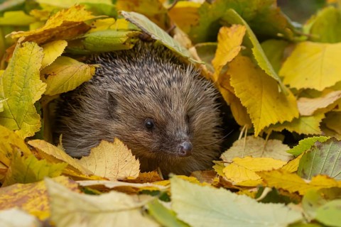 European hedgehog (Erinaceus europaeus) adult animal emerging from a pile of autumnal leaves in the