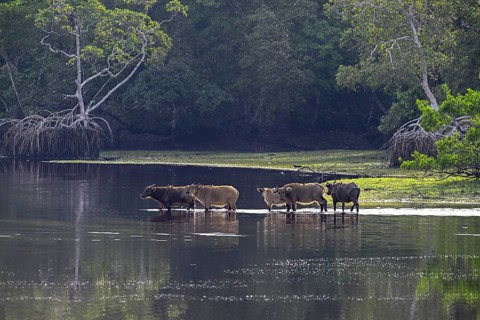 Red buffalo or forest buffalo (Syncerus nanus) crossing a river, Loango National Park, Parc
