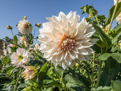 Flowering Dahlias (Dahlia), variety Café au Lait in the Dahlia Farm in Löderup, Ystad municipality,