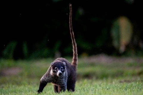 White-tailed coati (Nasua narica), adult, tail in the air, in a meadow, looking into the camera,