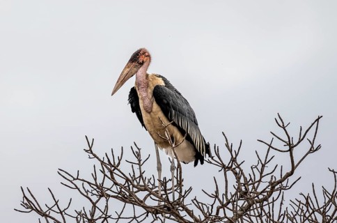 Marabou stork (Leptoptilos crumeniferus) sitting in a tree in front of a white background, adult,