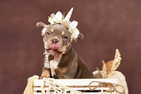 Cute French Bulldog dog puppy with boho style unicorn headband sticking tonge out