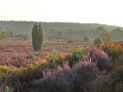 Heath blossom in the early morning in the Lüneburg Heath nature Park. The landscape in the heath