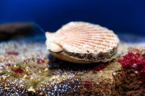 Great scallop (Pecten maximus), scallop swims in aquarium, Germany, Europe