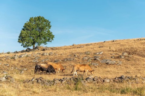 Bull and Aubrac cows in a dry pasture in summer. Aubrac, France, Europe