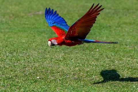 Red-and-green macaw (Ara chloroptera) in flight, Cambyretá, Esteros del Iberá, Corrientes Province,