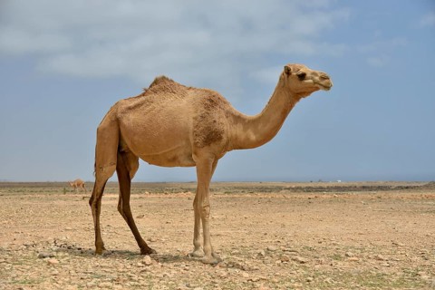 Dromedary (Camelus dromedarius), near Mirbat, Dhofar Region, Oman, Asia