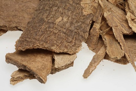 Bark of the god tree of heaven (Ailanthus altissima), medicinal plant of Chinese medicine