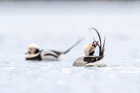 Long-tailed duck (Clangula hyemalis), male in splendour plumage during plumage care, Batsfjord,